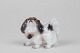 Lille figur 
forestillende 
lille hund nr. 
1146
Højde 6,5 cm - 
længde 8 cm
1. sortering - 
fin ...