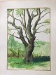 A. Weber (20 
årh):
Gammelt, 
kroget træ 
1947.
Akvarel på 
papir.
Sign.: AW
Dateret ...