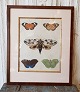 1700tals 
håndkoloreret 
tryk med 
sommerfugle i 
smuk fineret 
træramme.
Mål: 28 x 33 
cm. Lysmål: ...