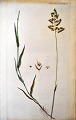 Dansk kunstner 
(18. årh.): 
Flora Danica 
tavle planche 
no.1059. 
Udgivet 1787 - 
1799. ...