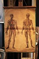 Dekorativ , 
gammel 
undervisnings 
planche af 
menneskes 
anatomi , papir 
på lærred med 
en rigtig ...