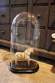 Dekorativ , 
gammel oval 
fransk glas 
Dome / Globe 
på sort træ 
bund til 
udstilling. 
Total ...