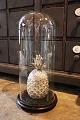 Dekorativ , 
gammel 
cylinderformet 
fransk glas 
Dome / Globe på 
sort træ bund 
til udstilling. 
...