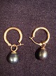 Øreringe
guld 14k
med sort 
Dråbeformet 8 
mm ferskvands 
perle.
perler kan 
tages af 
ørering og ...