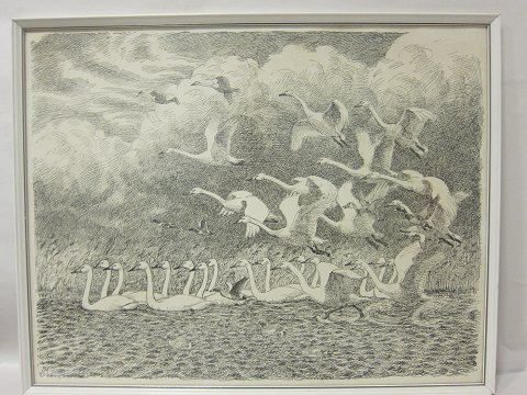Big Print by Johannes Larsen, the Danish painter from Fyn 
Swans
Johannes Larsen is mainly famous for his drawings of birds
65cm x 71cm incl. frame
Please see the other prints that we have by Johannes Larsen as well