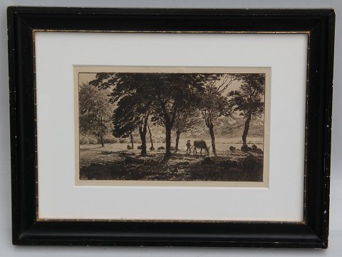 Etching: Skovgaard 1899 Boy with cow on his way through the forrest  25.5 x 33.7 
cm in wooden frame