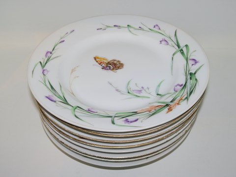 Butterfly
Dinner plate 23 cm.