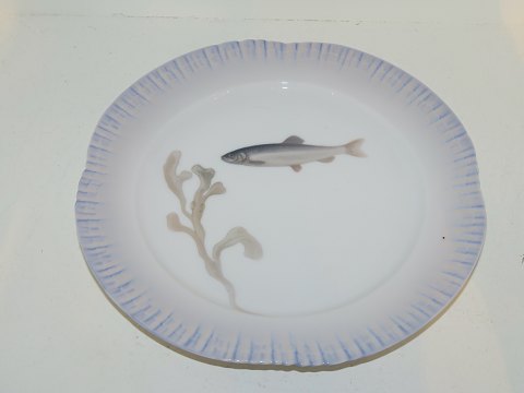 Royal Copenhagen
Fish plate 
Art Nouveau from 1898-1923