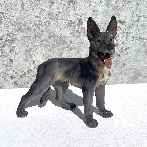 Dahl Jensen
Deutscher Schäferhund
# 1087
* 1700 DKK