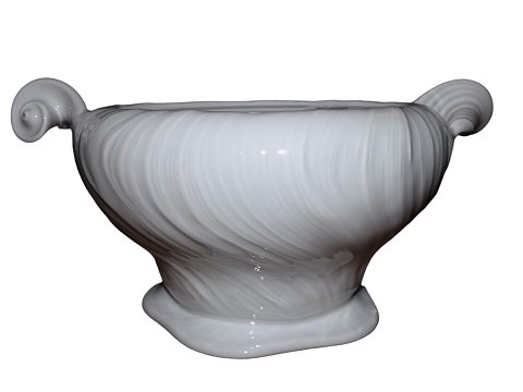 Conch or Triton, White