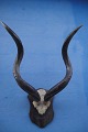 Kudo, height 93 
cm. with the 
plate. width 69 
cm.
