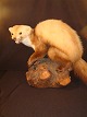 Besides stopped 
Marten.
on stump
Very nice and 
well kept.
Height: 34 cm
Sold