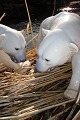 Bing & Grondahl figurine Polar bear 1857