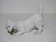 Royal Copenhagen hunde figur, terrier med sutsko i munden.Stemplerne viser, at denne er fra ...