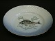 Bing & Grøndahl Mågestel m/guldkantFisketallerken nr 9. aborreDiameter 21,5 cmFin stand