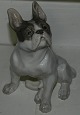 Kgl. fransk bulldog