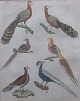 Håndkoloreret 
kobberstik med 
fugle, 19. årh. 
Tysk udgave. 
Tema: Kinesiske 
fugle. 22 x 18 
...