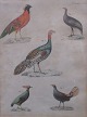 Håndkoloreret 
kobberstik med 
fugle, 19. årh. 
Tysk udgave. 
Tema: Fasaner 
m.v. 22 x 18 
...