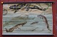 Anskuelsestavle 
med træstokke: 
Salamandere, 
Billedmål: 55 x 
88 cm, 
(anskuelsestavle 
nr. 7)
