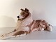 Royal 
Copenhagen, 
Liggende Collie 
#1701, 13cm 
høj, 28cm bred, 
1.Sortering, 
Design Peter 
Herrold ...