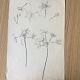Ella Pedersen 
(19/20 årh):
Skitse af 
blomster 1913.
Bly på papir.
Uden ramme.
Sign.: Ella 
...