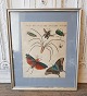 1700tals 
håndkoloreret 
tryk med 
insekter & 
sommerfugle i 
smuk enkel 
sølvramme.
Mål: 28 x 33 
cm. ...