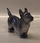 Kgl.  fra  
Royal 
Copenhagen 2853 
Kgl. Stående 
Terrier KK 1927 
14 x 21 cm I 
hel og fin 
stand Knud ...