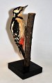 Stuffed big 
woodpecker, 
she, 
Dendròcopos 
major, 20th ...