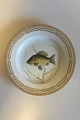 Royal 
Copenhagen 
Flora Danica 
Fisketallerken 
No 20/3549. 
Latinsk navn: 
Cyprinus 
carassius. 
Måler ...