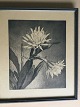 Oluf Jensen 
(1871-1934):
Blomstrende 
kaktus.
Radering på 
papir.
Sign.: OJ i 
trykket
39x34 ...