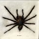 Goliath spider 
- tarantula, 
20th century 12 
x 14 cm. 
Mounted in 
frame.