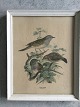 Ubekendt 
kunstner (20 
årh):
Tre Jernspurve 
på gren 1907.
Litografisk 
tryk på papir.
no. ...