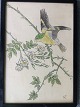 Ubekendt 
kunstner (19/20 
årh):
Fugl på gren 
1914.
Farvelagt 
radering på 
papir.
Sign.: L14 (i 
...