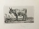 Johannes Vilhelm Zillen (1824-70):En ko på marken 1858Radering på papir.Sign.: JV.Zillen ...