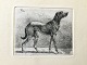Johannes Vilhelm Zillen (1824-70):En hund 1857.Radering på papir.Sign.: JV.Z.DDRF ...