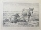 Andreas Peter Madsen (1822-1911):To køer fra Slesvig 1854.Radering på papir.Sign.: P. ...
