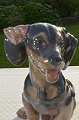Royal 
Copenhagen 
porcelænsfigur, 
siddende 
gravhund, nr. 
856. Højde 20 
cm. 1. 
Sortering, fin 
hel ...