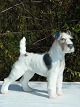 B&G porcelæn. 
B&G figur, B&G 
Ruhåret 
foxterrier nr 
1998. Højde 14 
cm. Længde 17 
cm. 1. ...