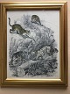 Ubekendt 
kunstner (19 
årh):
4 rovdyr af 
kattefamilien 
1849.
Koloreret 
litografi på 
...