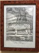 Ubekendt 
kunstner (18 
årh):
Sneleopard.
"Die Unze"
Ca. 1760.
Kobberstik på 
...