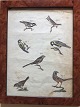 Ubekendt 
kunstner (19 
årh):
Fugle planche.
Koloreret 
kobberstik på 
papir.
"Vogel XXX" 
"Oiseau ...