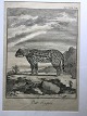 Ubekendt 
kunstner (18 
årh):
Jaguar i 
landskab.
"Der Jaguar"
Kobberstik på 
papir.
Tab XVIII ...