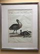 Ubekendt 
kunstner (19 
årh):
Fugle 1805.
Koloreret 
kobberstik på 
papir 1805.
Usigneret
"Vögel ...