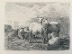 Johannes Vilhelm Zillen (1824-70):Får på marken 1860Radering på papir.Sign.: W. Zillen ...