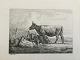 Johannes Vilhelm Zillen (1824-70):Køer ved et gærde 1859.Radering på papir.Sign.: W. ...