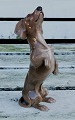 Figur i porcelæn af Dahl Jensen for Bing & Grøndahl: "Tiggende gravhund" stående på bagben. ...