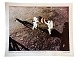 Originalt NASA farveoffsetfotografi fra Apollo 11-missionen af astronaut Neil Armstrong samt ...