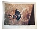 Originalt NASA farveoffsetfotografi fra Apollo 10 månemissionen i maj 1969. På billedet ses ...