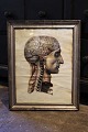1800 tals 
gravure af 
menneske 
kroppens 
anatomi (hoved) 
indrammet i 
1800 tals 
sølvramme med 
en ...