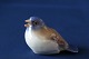 Smuk 
porcelænsfugle 
fra Bing & 
Grøndahl, 
oppustet mejse. 
Figuren er med 
sine dynamiske 
former, ...